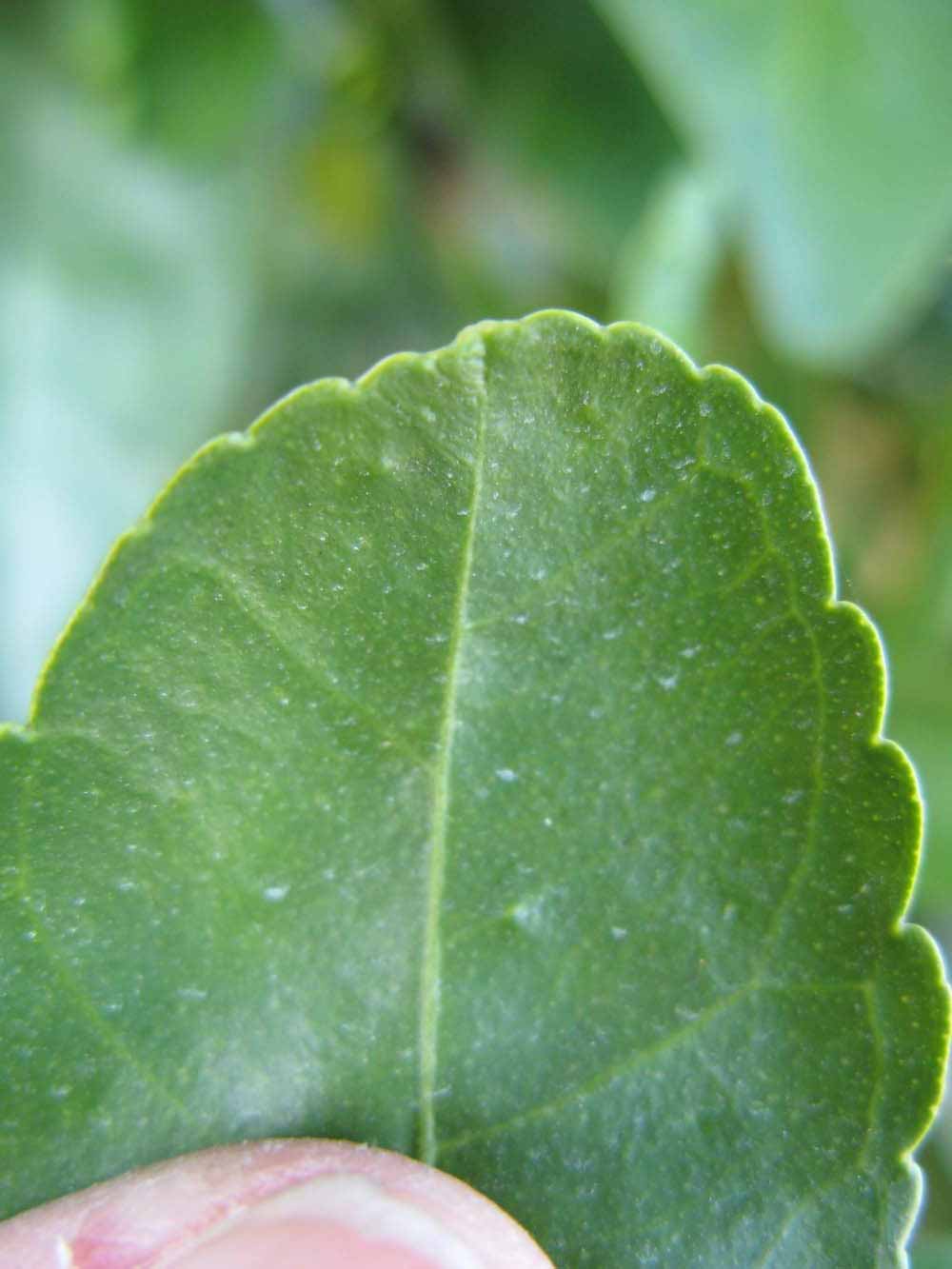              Margin (Winter Haven, FL)       